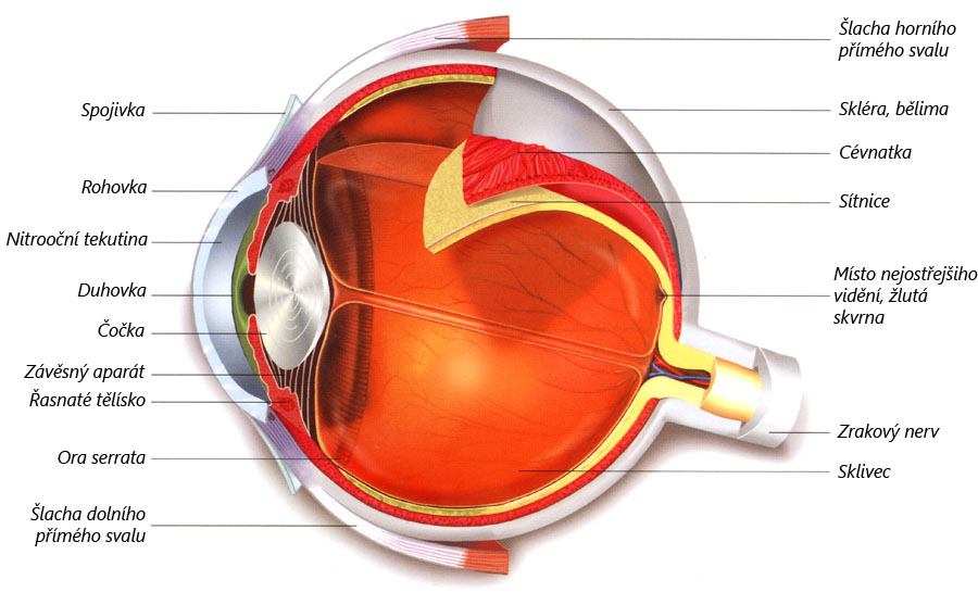 Anatomie oka s popisem